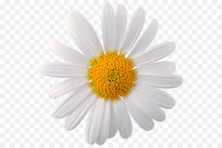 Camomila，Comum Daisy PNG