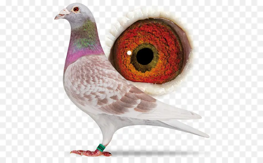 Pombo，Pássaro PNG