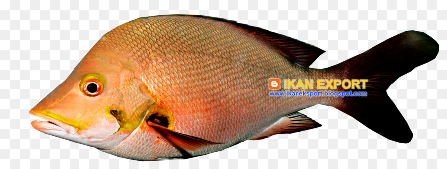 Peixe Vermelho，Aquático PNG