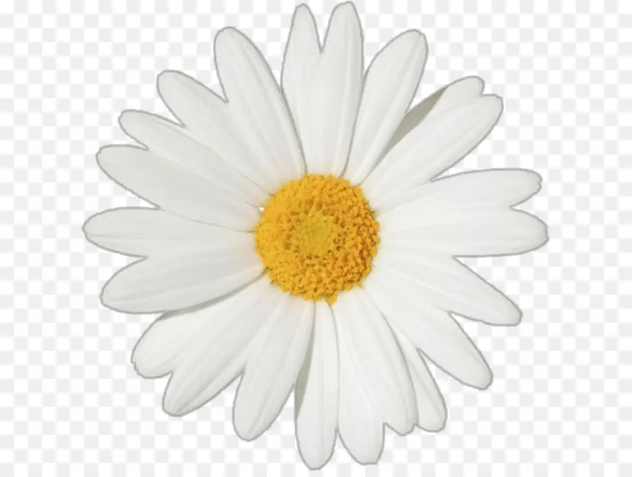 Comum Daisy，Fotografia De Stock PNG