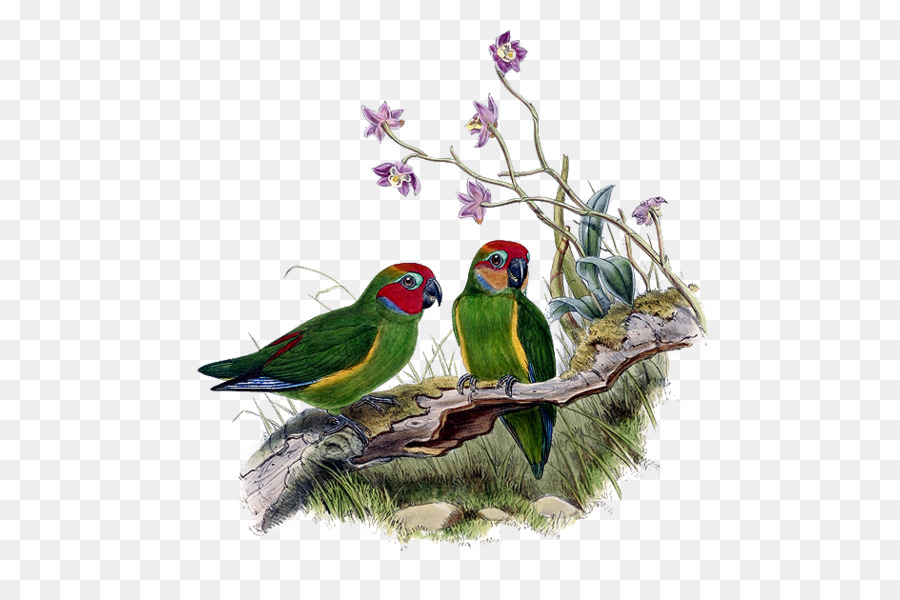 Lovebird，Arara PNG