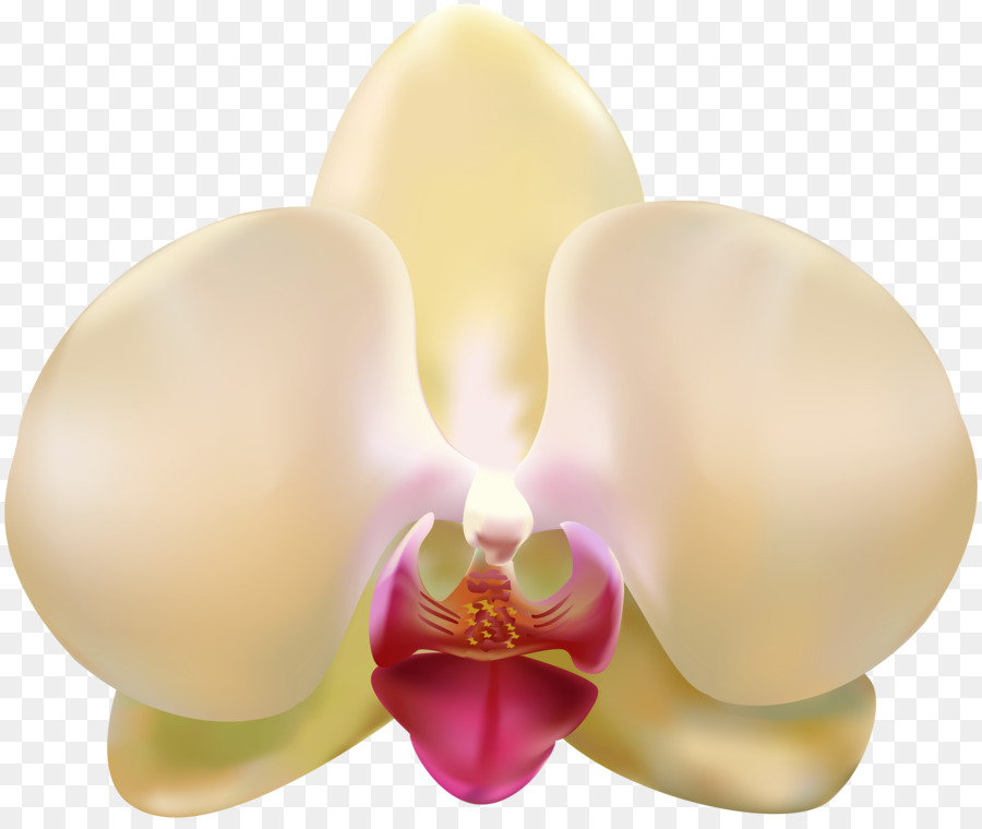 Orquídea，Rosa PNG