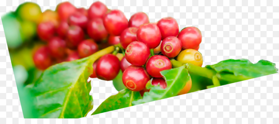 Cerejas De Café，Café PNG