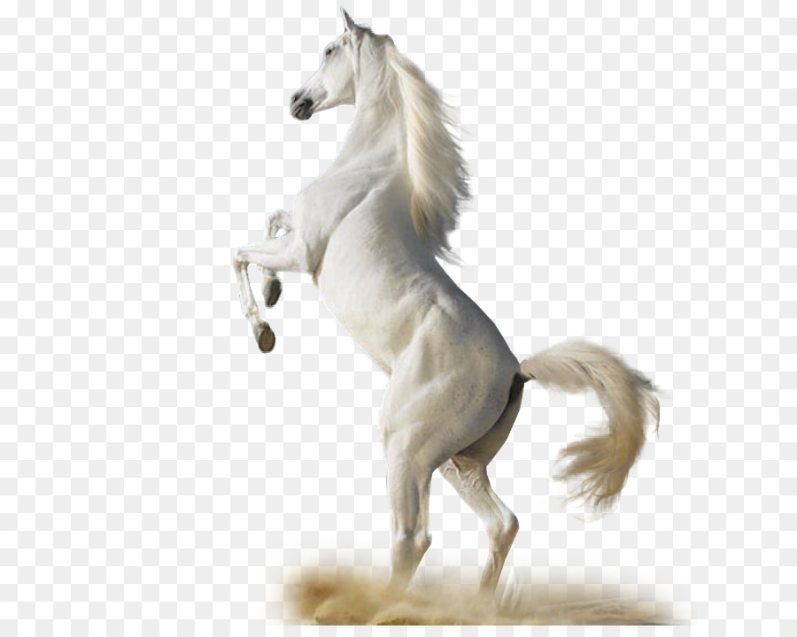 Cavalo Branco，Animal PNG