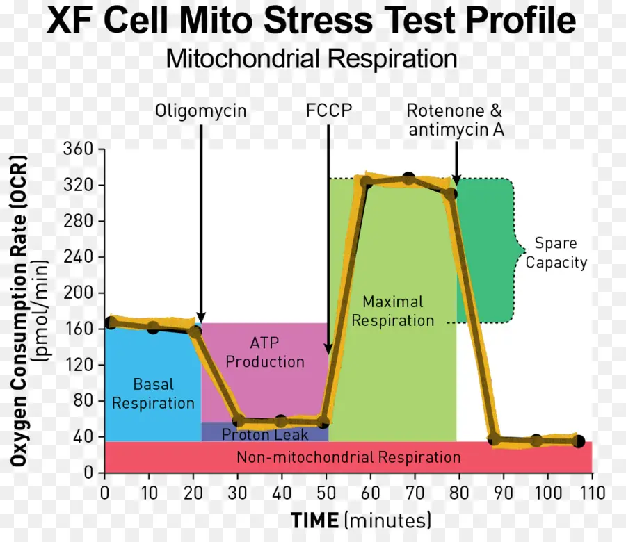 Gráfico De Teste De Estresse Mito，Mitocondrial PNG