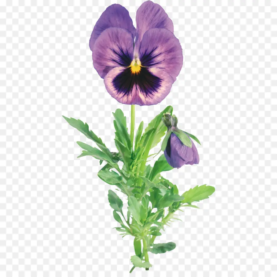 Pansy，Flor PNG