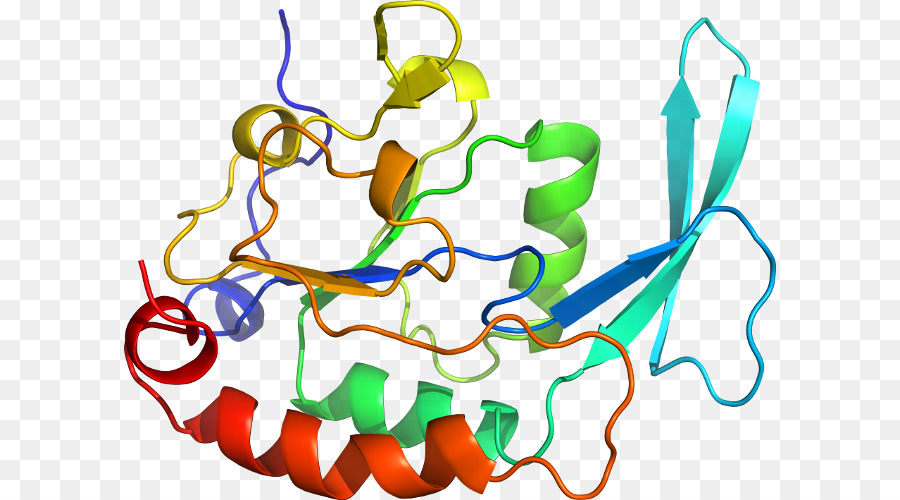 Estrutura Proteica，Biologia PNG