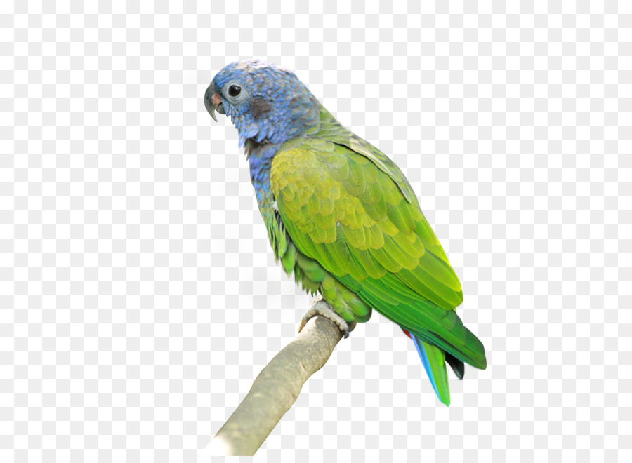 Papagaio，Lovebird PNG