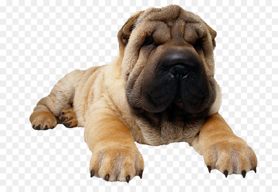 Filhote De Cachorro，Cachorro PNG