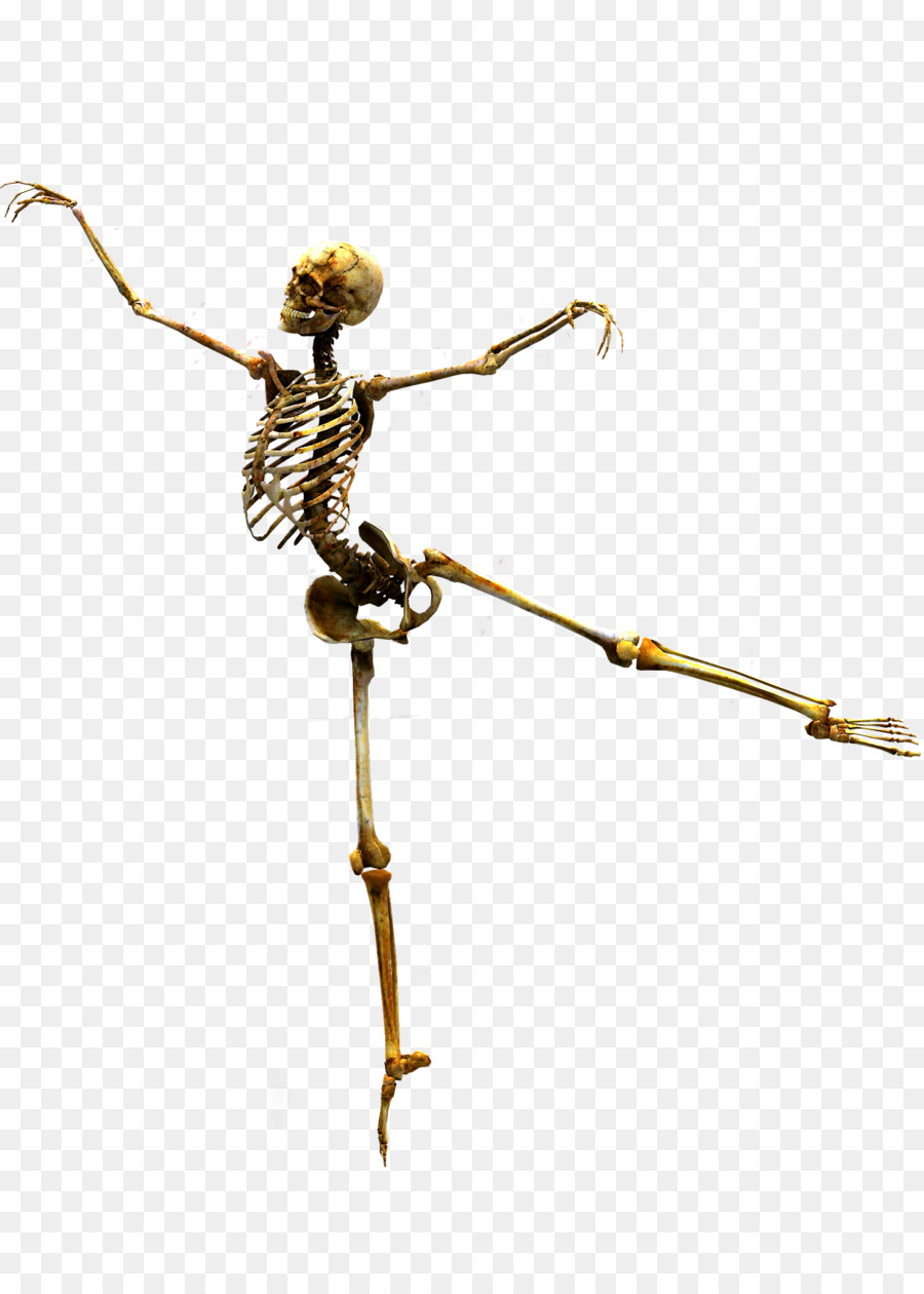 Esqueleto，Crânio PNG
