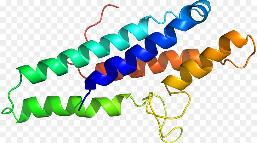 Hélice De Proteína，Molécula PNG