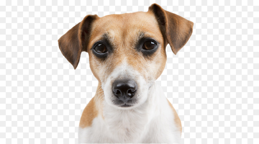 Cara De Cachorro，Bicho De Estimação PNG