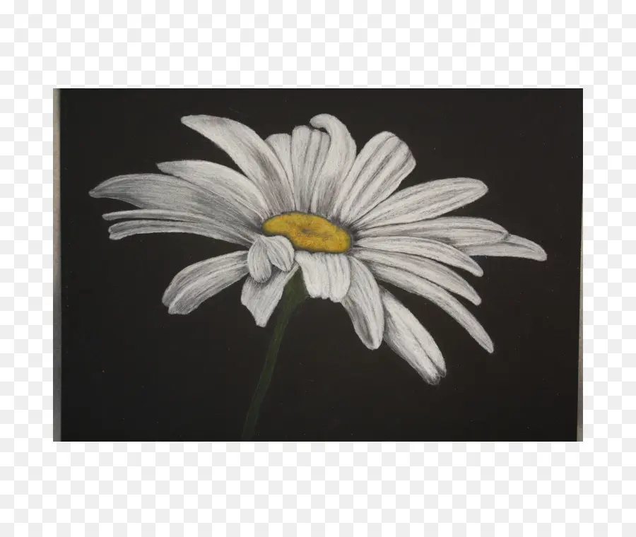 Comum Daisy，Oxeye Daisy PNG