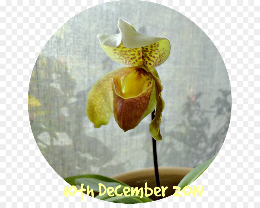 Traça Orquídeas，Orquídeas PNG