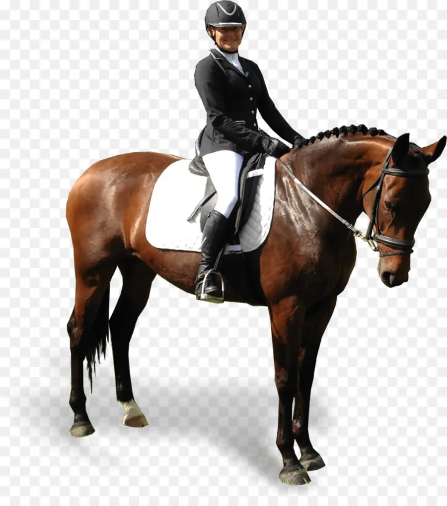 Cavaleiro，Equestre PNG