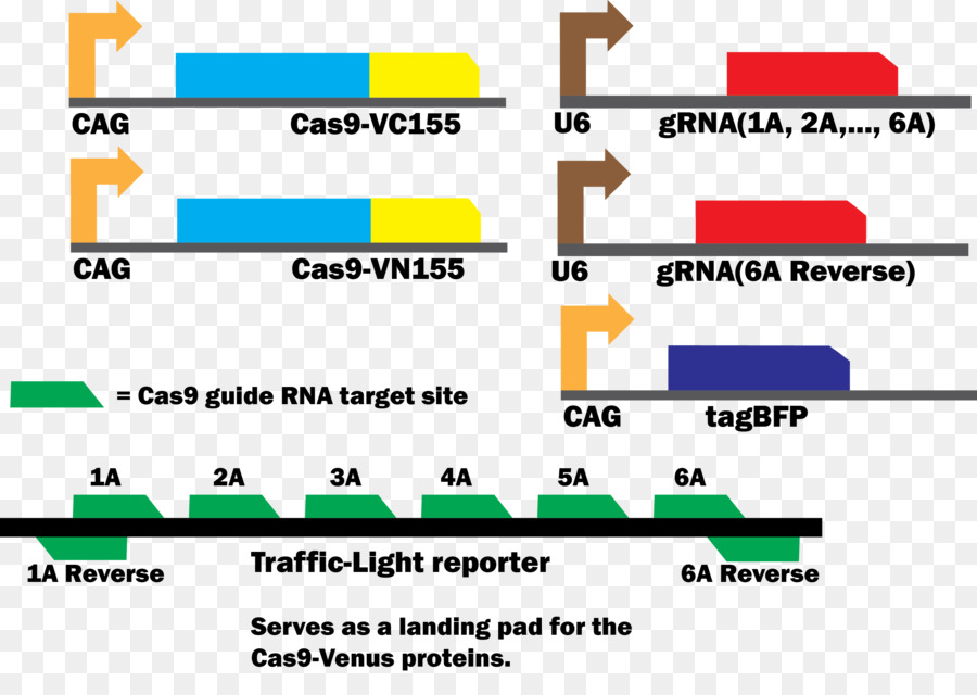 International Genetically Engineered Machine，Cas9 PNG