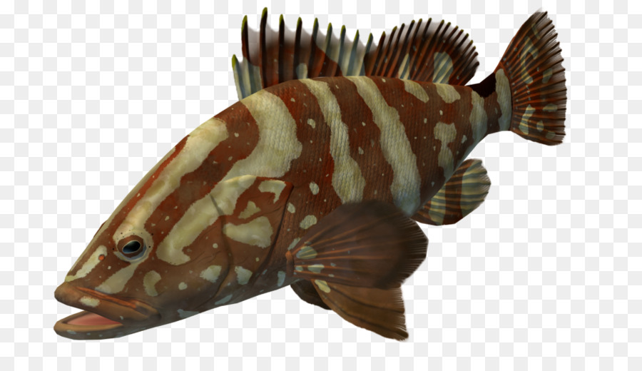 Peixe，Aquático PNG