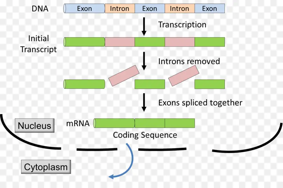 Intron，Exão PNG