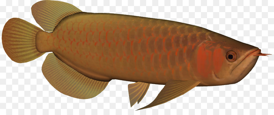 Peixe，Aquático PNG