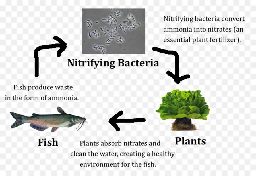 As Bactérias Nitrificantes，Nitrificação PNG