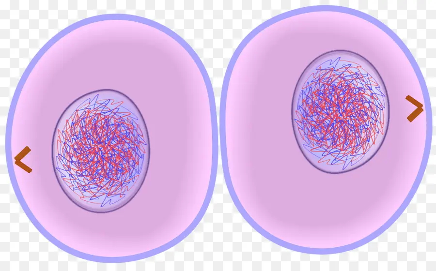 Citocinese，Ciclo Celular PNG