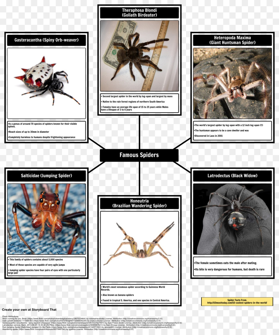 Golias Birdeater，Organismo PNG