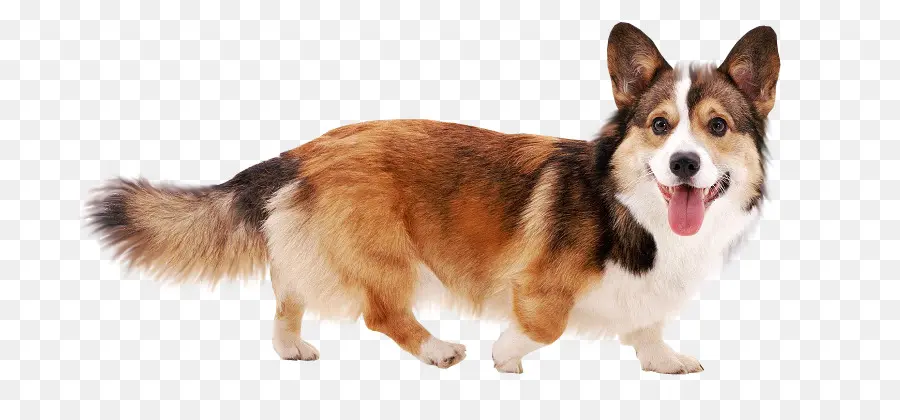 Pembroke Welsh Corgi，Cardigan Welsh Corgi PNG