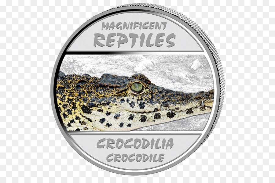 Crocodilo，Tartaruga PNG