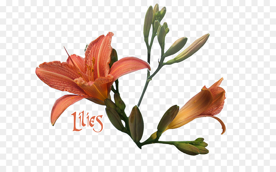 Lírio Dos Incas，Flores De Corte PNG