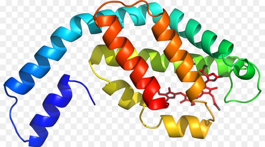 Hélice De Proteína，Molécula PNG