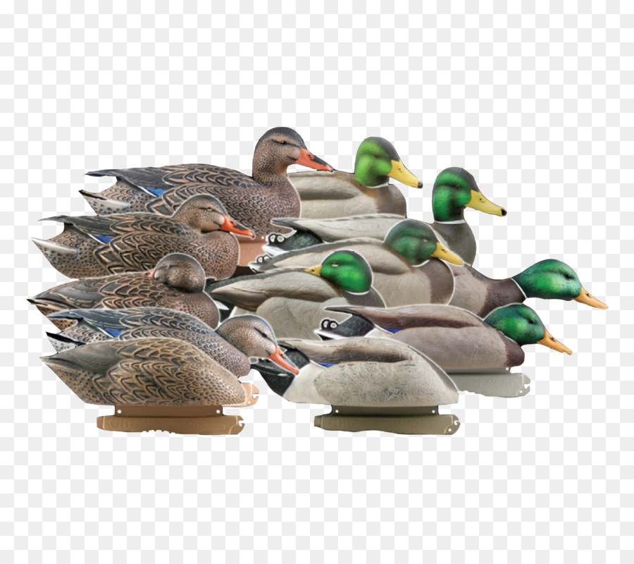 Pato Real，Pato PNG