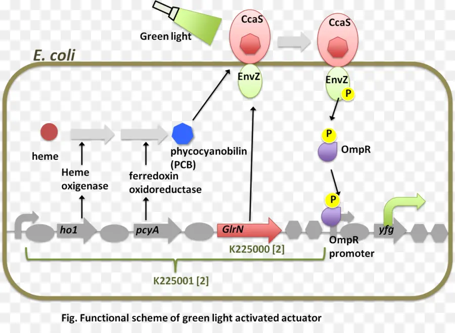 Envzompr Twocomponent Sistema，A E Coli PNG