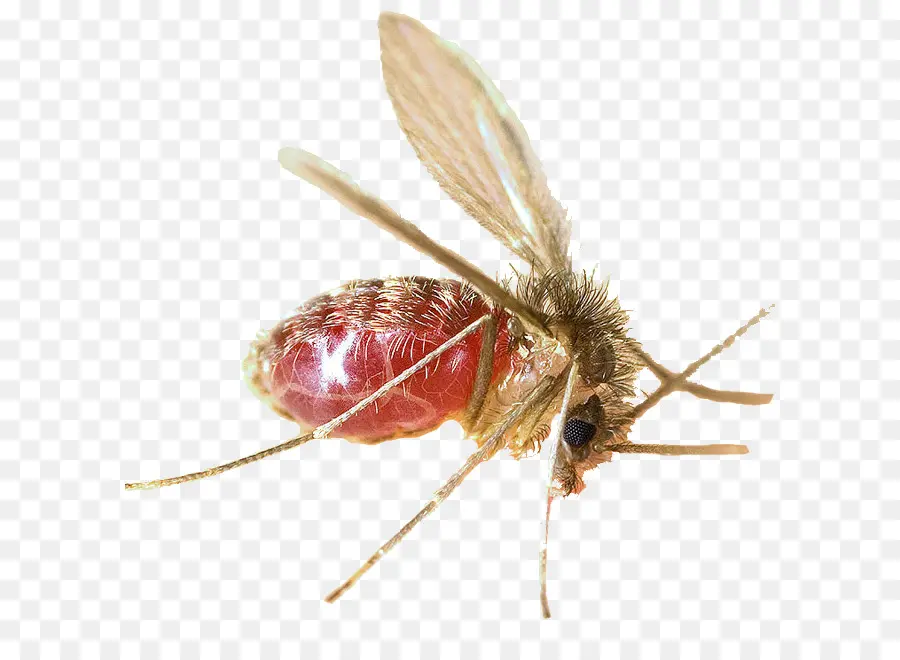 Mosquito，Lutzomyia PNG