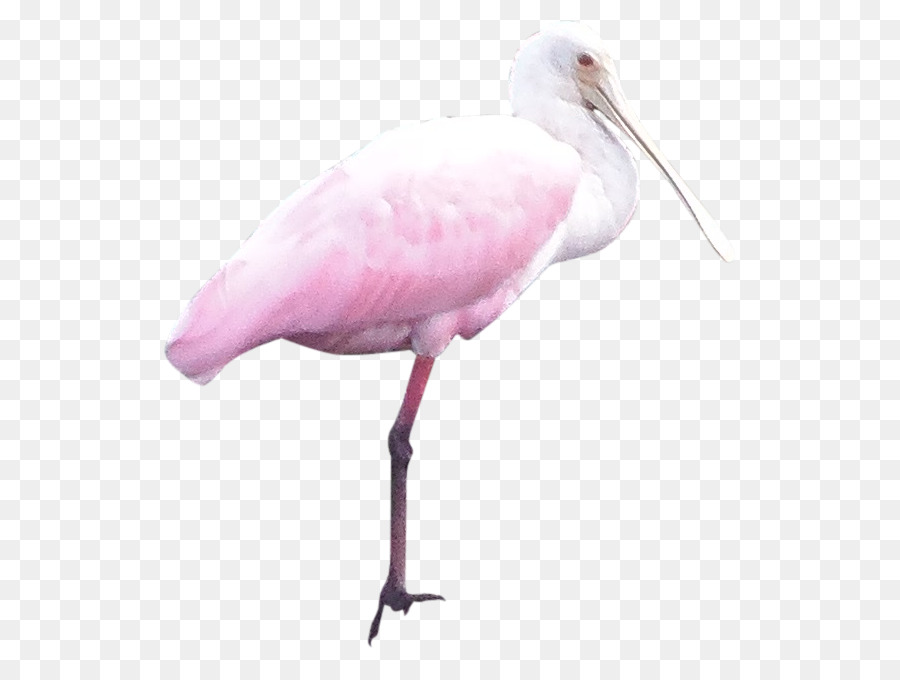 Pássaro Rosa，Pássaro PNG