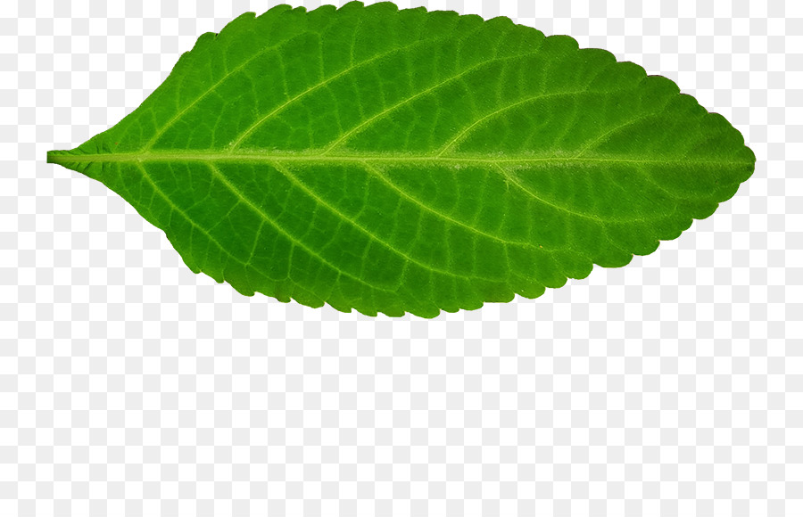 Folha Verde，Natureza PNG