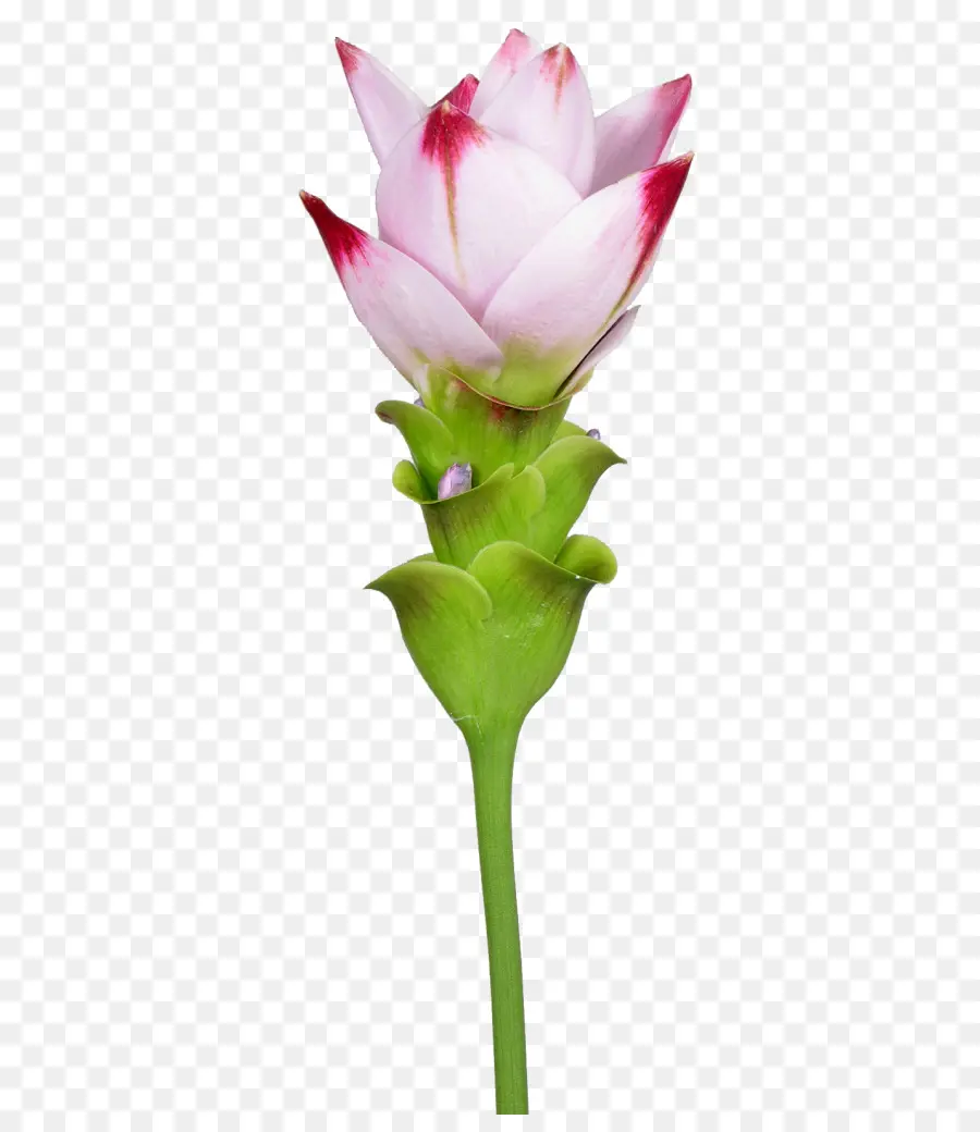 Siam Tulip，Flores De Corte PNG