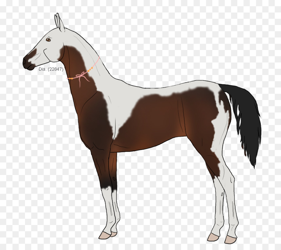 Cavalo，Equino PNG