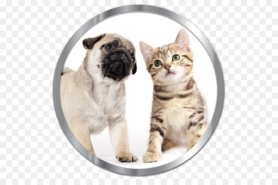 Pug，Filhote De Cachorro PNG