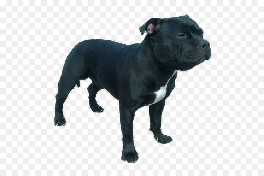 Staffordshire Bull Terrier，American Pit Bull Terrier PNG