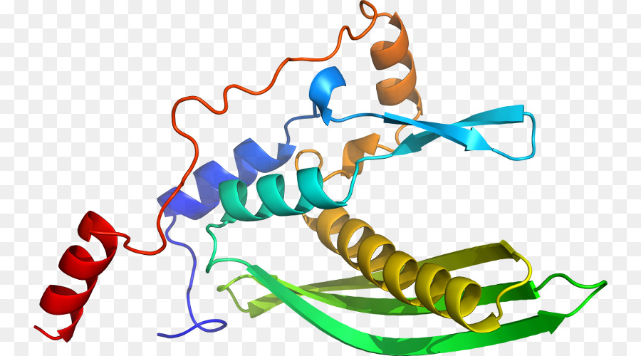 Estrutura Proteica，Biologia PNG