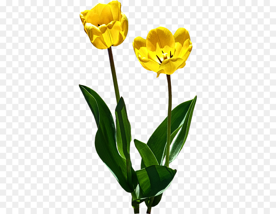 Tulipa Amarela，Florescer PNG