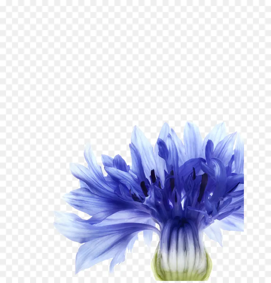 Cornflower，Azul PNG