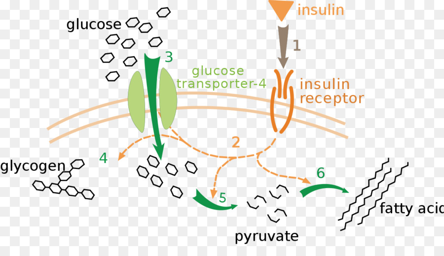 Metabolismo Da Glicose，Bioquímica PNG