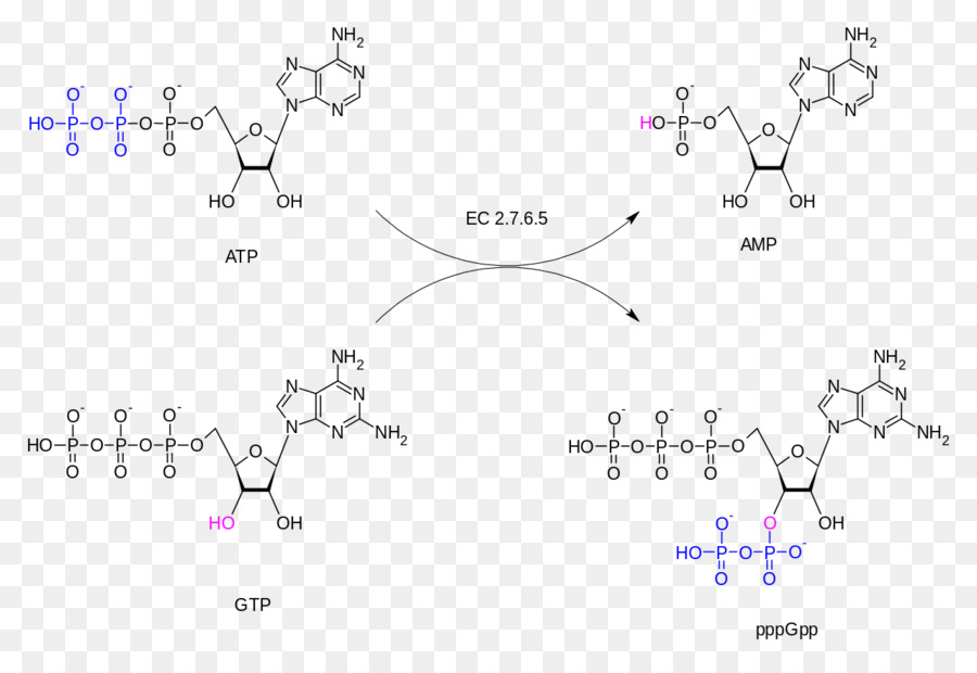 O Trifosfato De Guanosina，De Trifosfato De Adenosina PNG