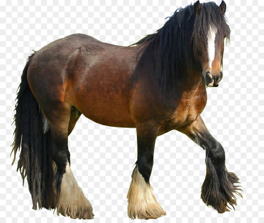 Mustang，Nokota Cavalo PNG