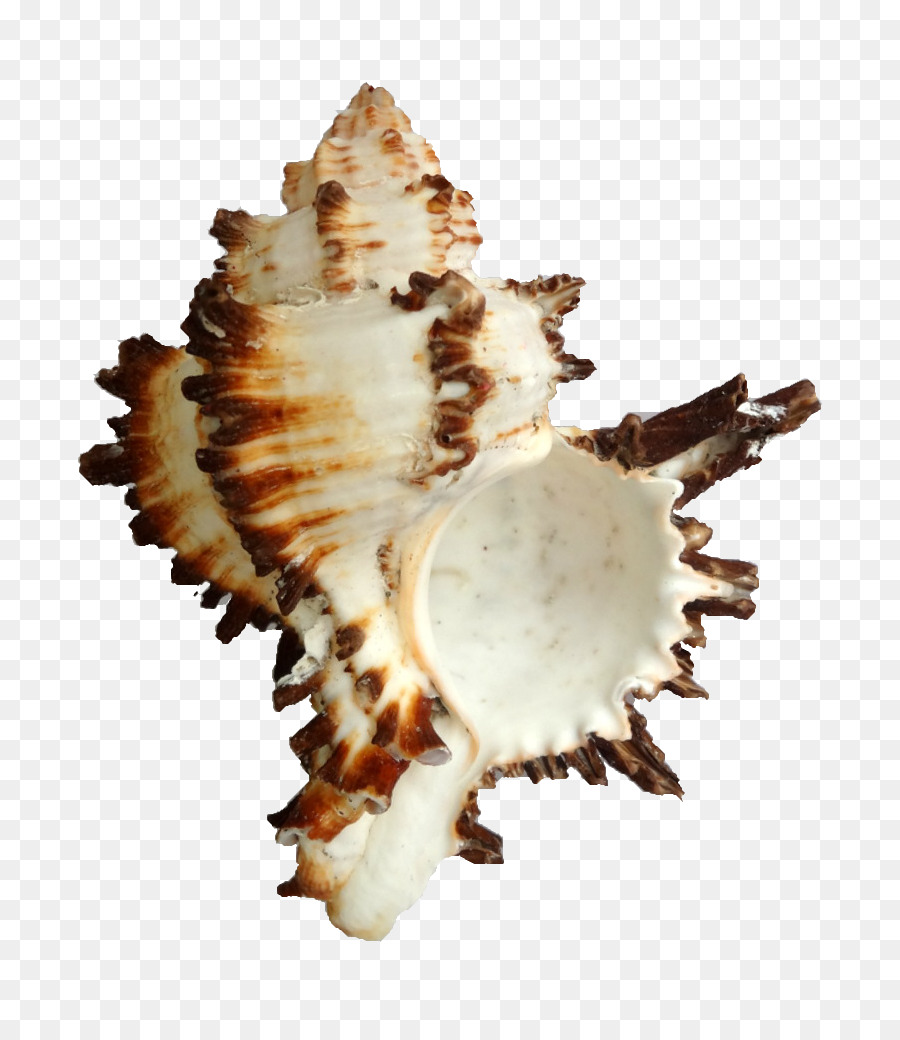 Seashell，Hexaplex Cichoreum PNG