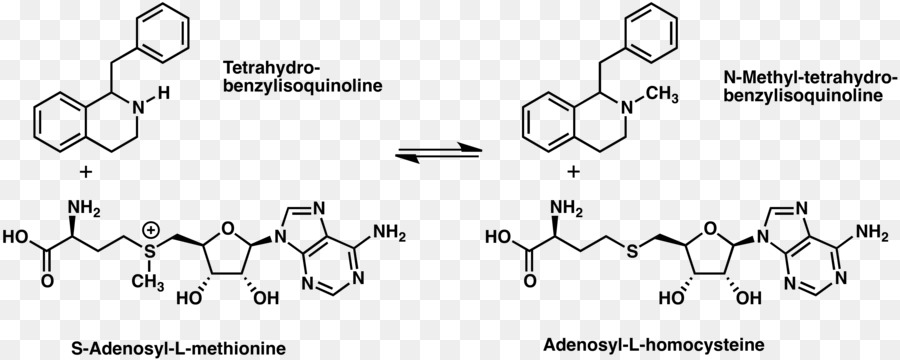 Tetrahydroisoquinoline，Alcalóide PNG