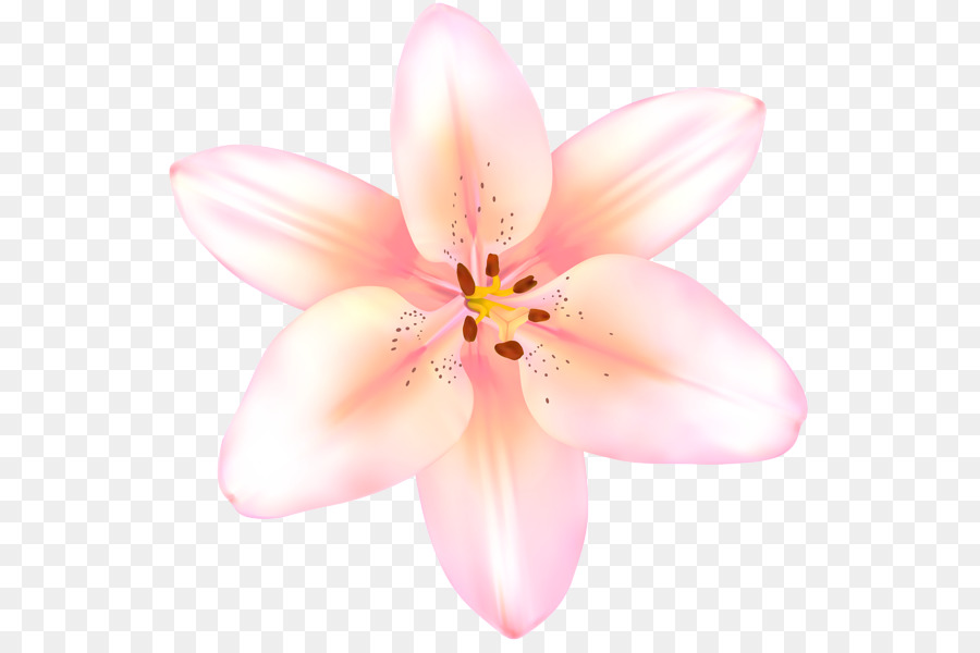 Lilium，Flores Cor De Rosa PNG