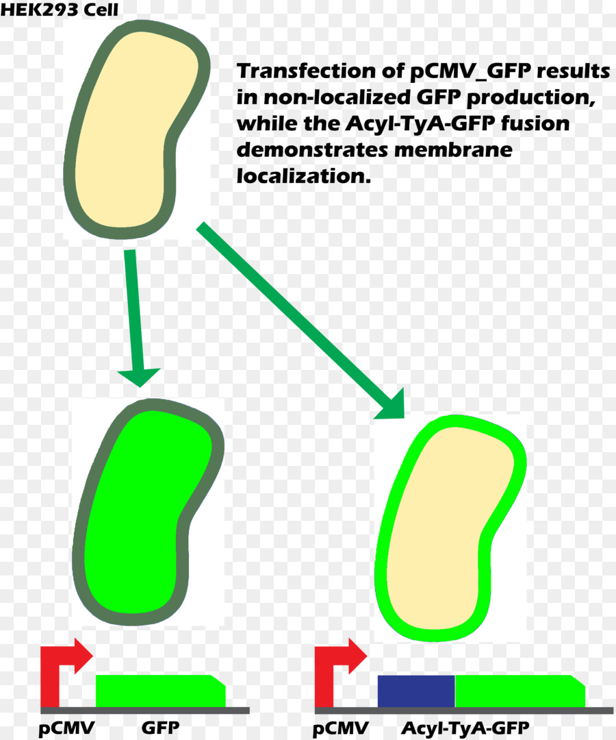 International Genetically Engineered Machine，A Proteína Verde Fluorescente PNG
