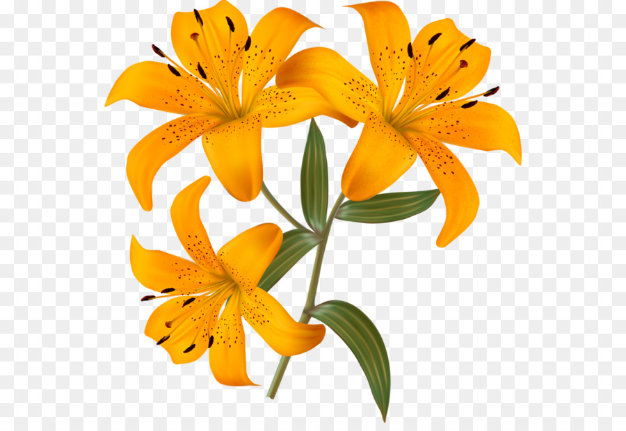 Borboleta，Lilium PNG